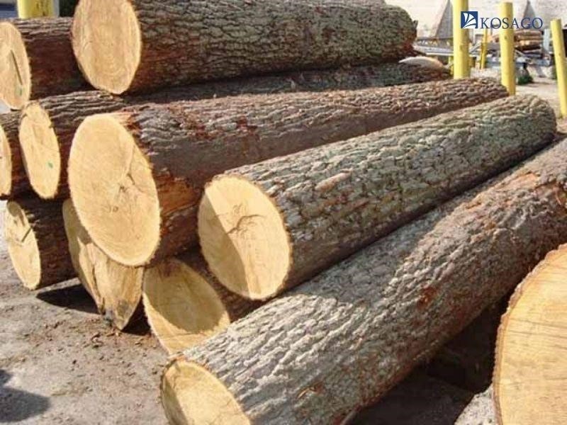 Đặc điểm cây gỗ dầu tự nhiên