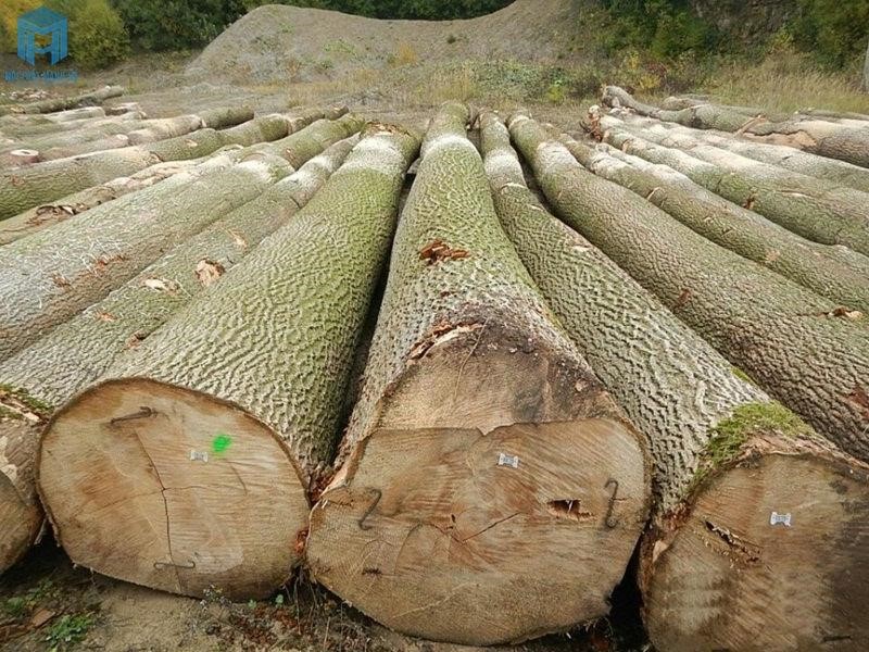 Ưu điểm của gỗ cây tần bì 